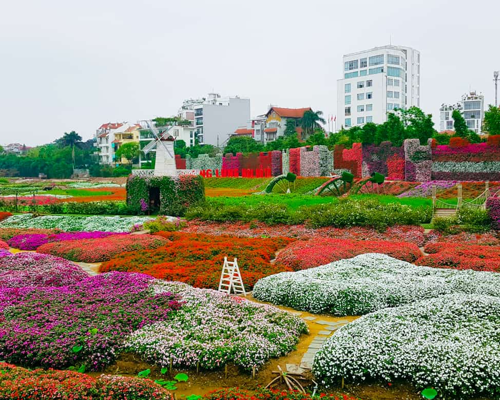 Khung cảnh rực rỡ, đầy sắc màu của thung lũng hoa Hồ Tây (Ảnh: Sưu tầm)